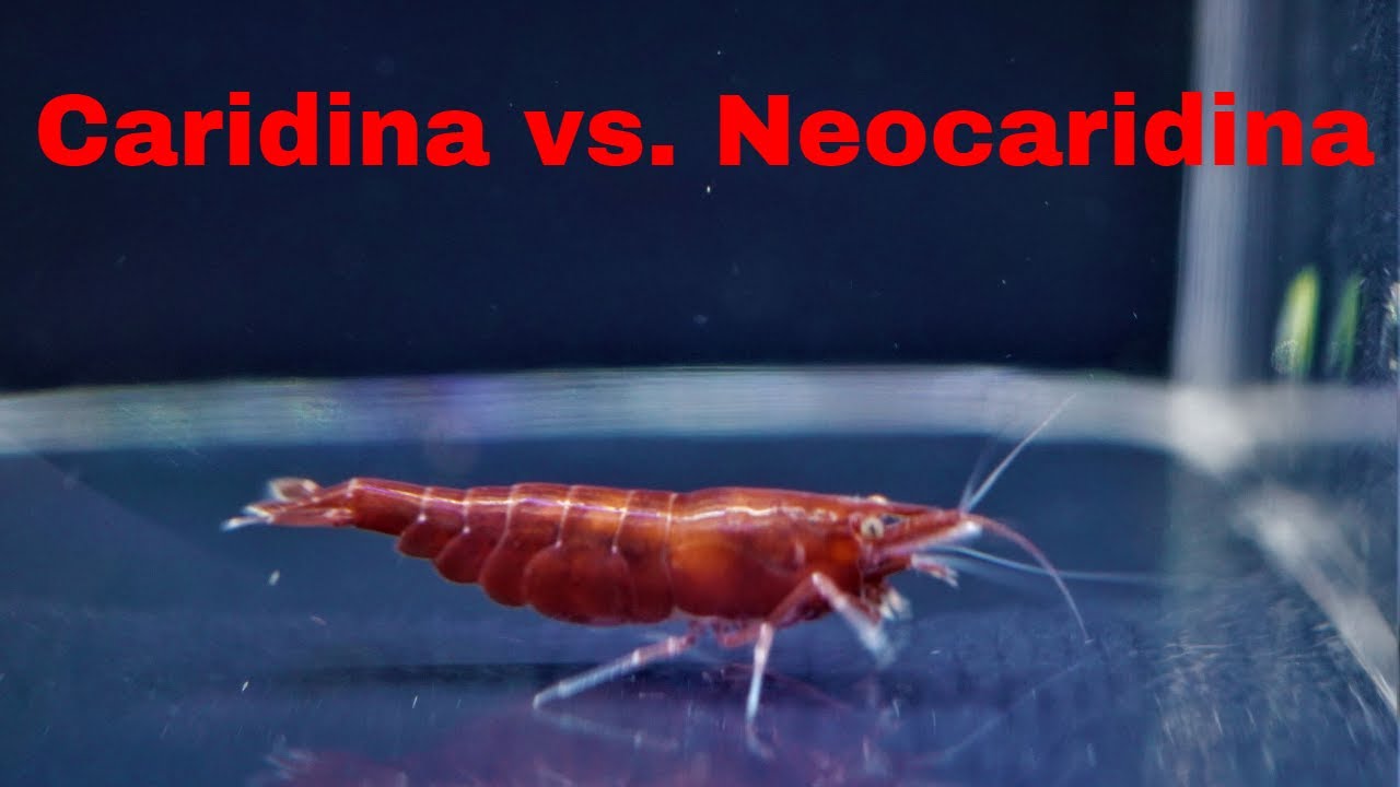 Caridina vs. Neocaridina: Freshwater Shrimp