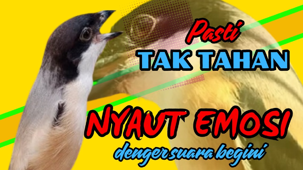 PASTI TAK TAHAN CENDET MENDENGARNYA❗ PANCINGAN CENDET AGAR RAJIN BUNYI❗❗
