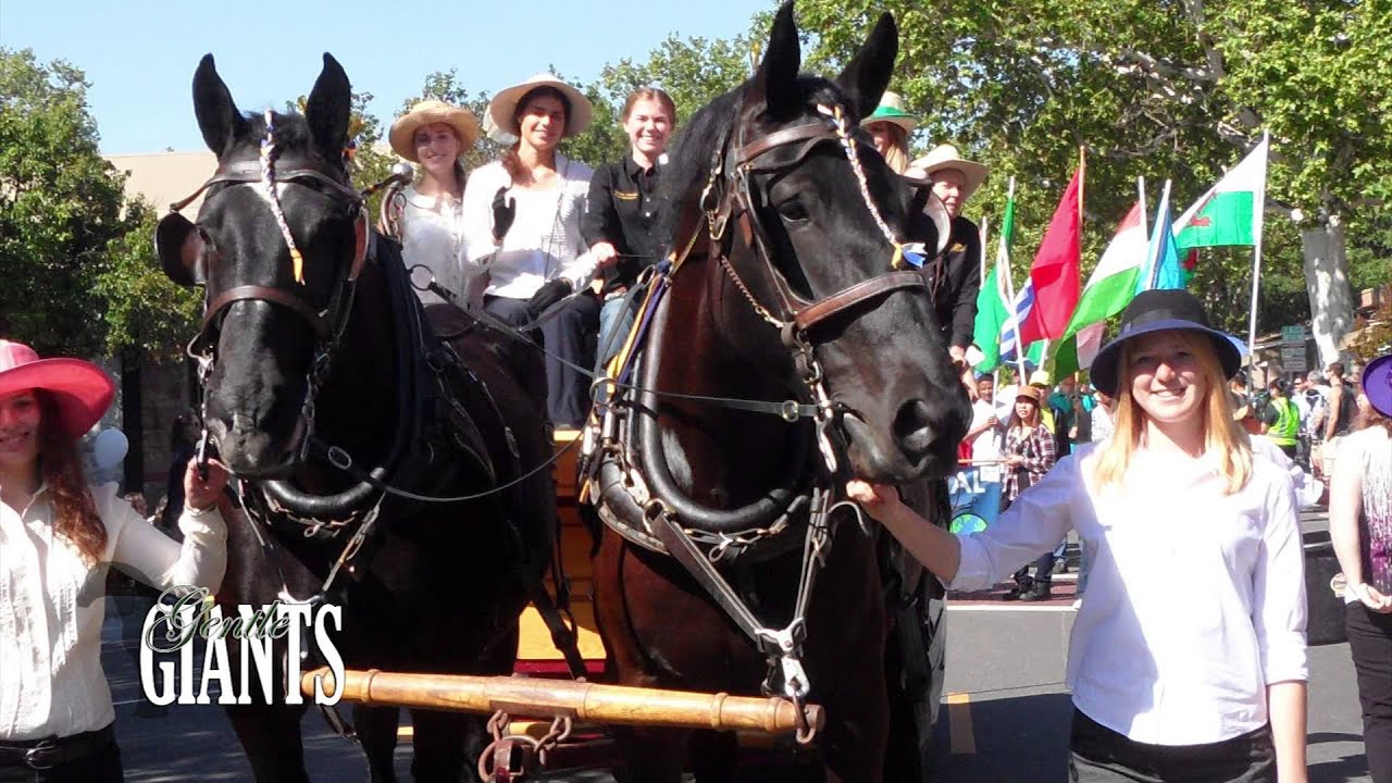 Draft Horse Driving Club at UCDavis