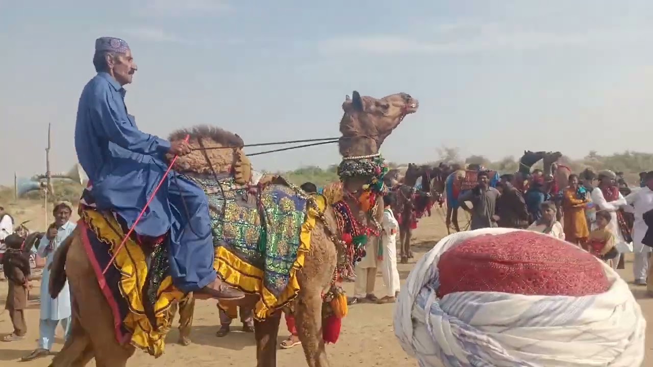 Camel Race #camel #camelrace #saudiarabia #dubai #desert #aman #camels #qatar #doha #riyadh #sindh