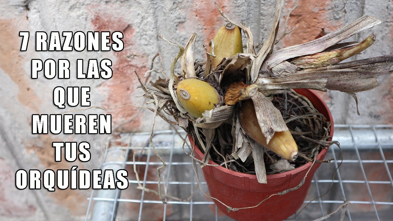 7 Razones por las que MUEREN tus ORQUIDEAS || Orquiplanet