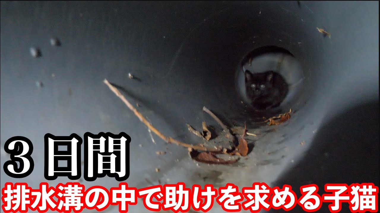 【猫 捕獲】子猫のレスキューをしたら親猫が迎えに来てくれた