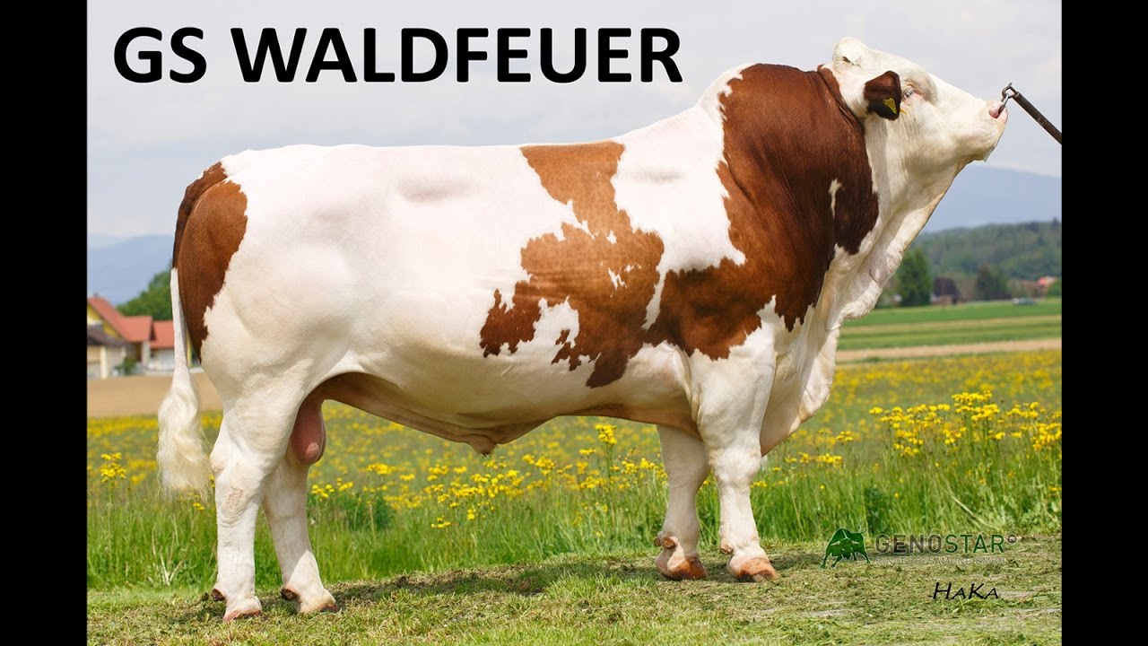 GS WALDFEUER - Genostars on Stage 2016