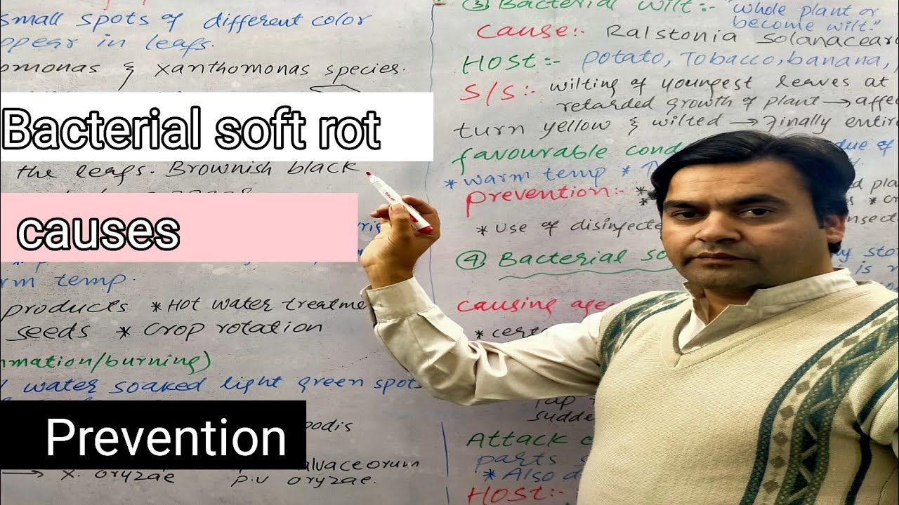 Bacterial Soft Rot | class 11 | Dr Mushtaq