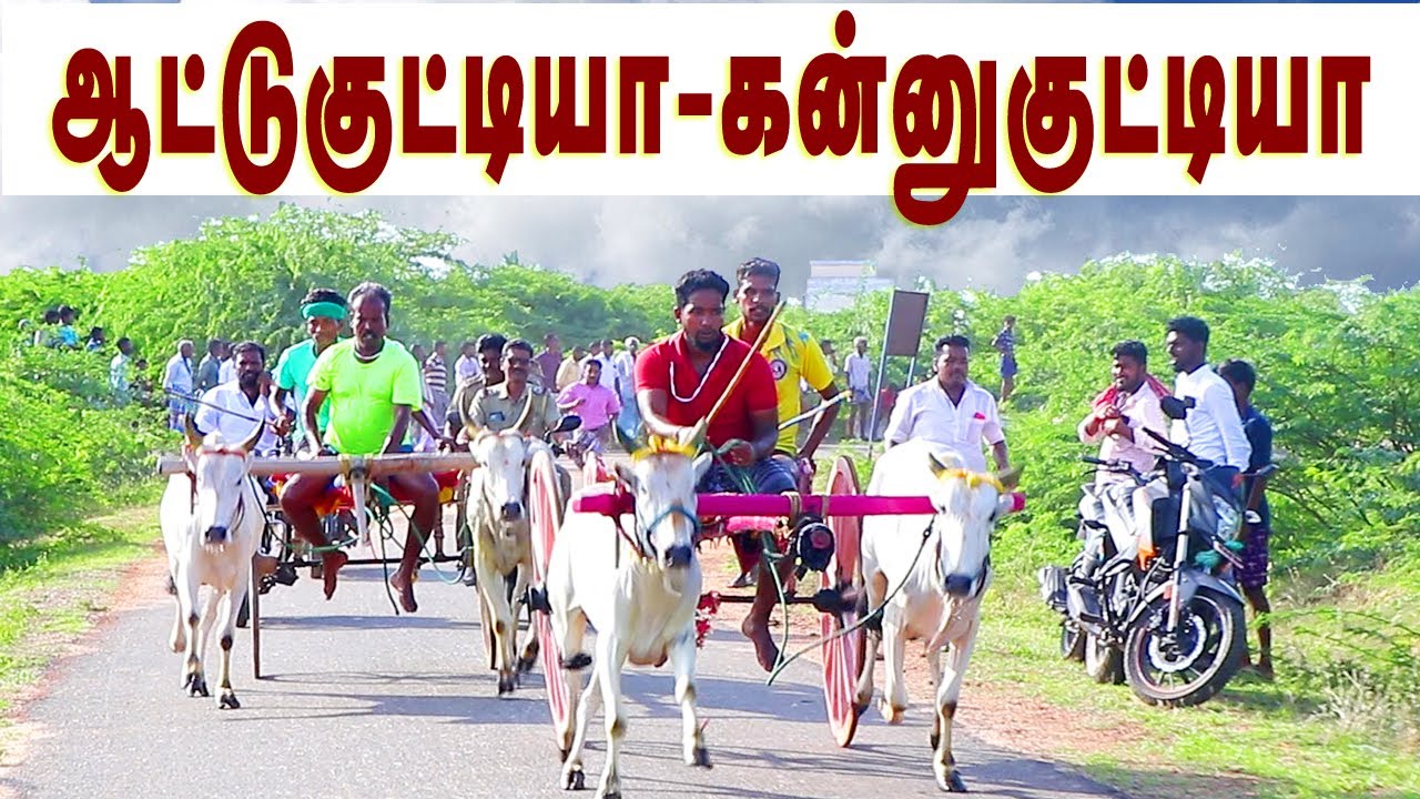 கன்று மாடுசெட்1செய்யானம் மாபெரும் மாட்டுவண்டிபந்தயம் 13.06.2022#amutham_studio#mattuvandi#rekalarace