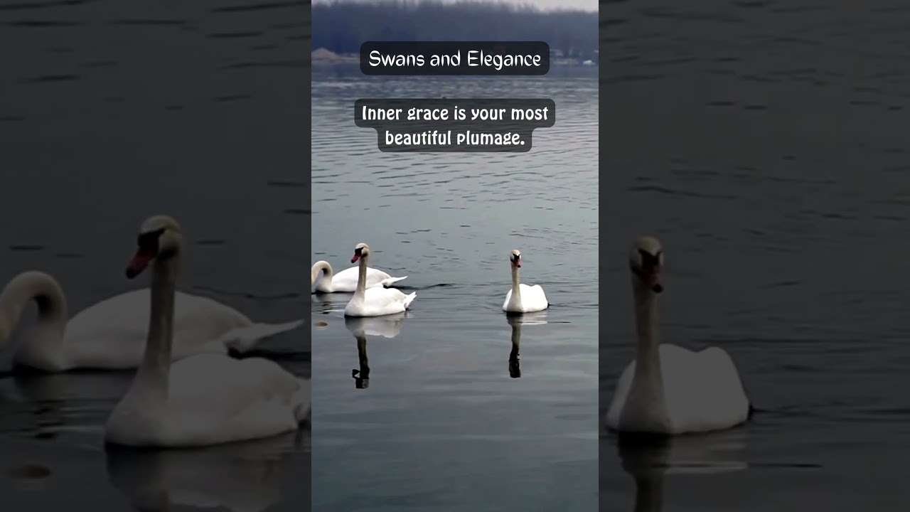 Be Elegant like Swans: Life Lessons From Nature! 🐜🦓