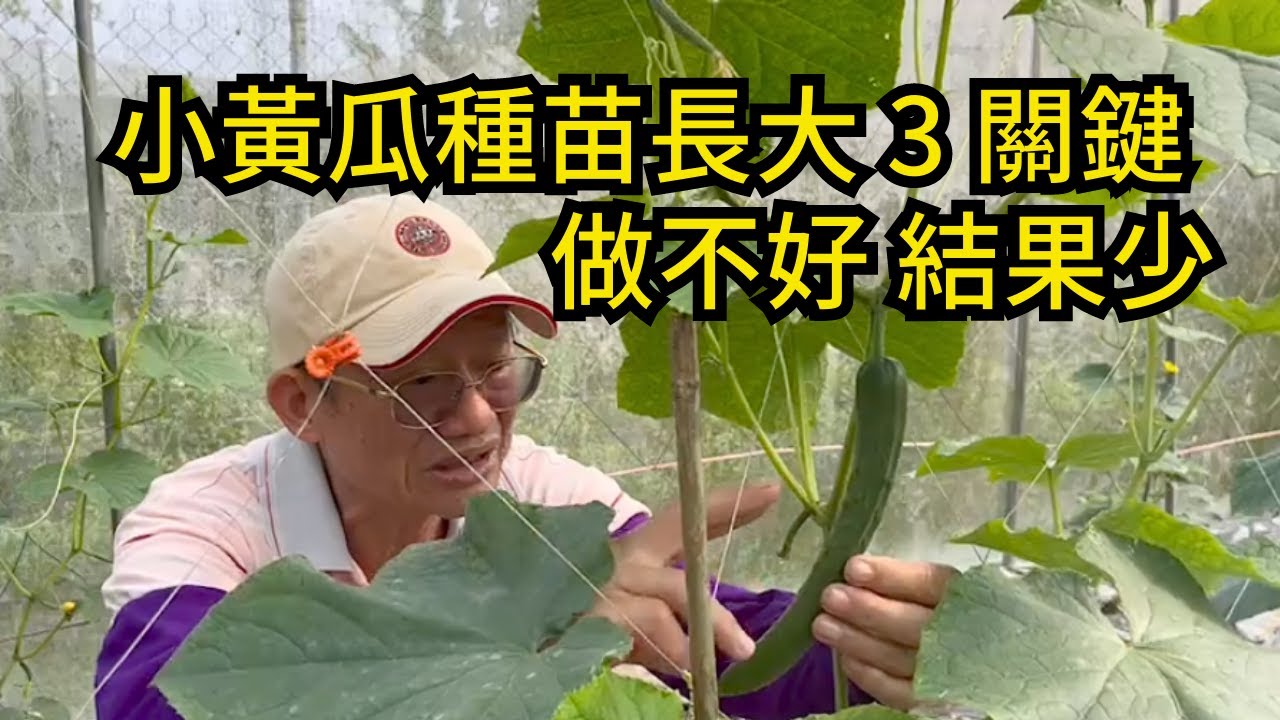 小黃瓜種苗如何照顧才會開花結果?小黃瓜種植教學，可以持續收成一兩個月 | 阿星種植