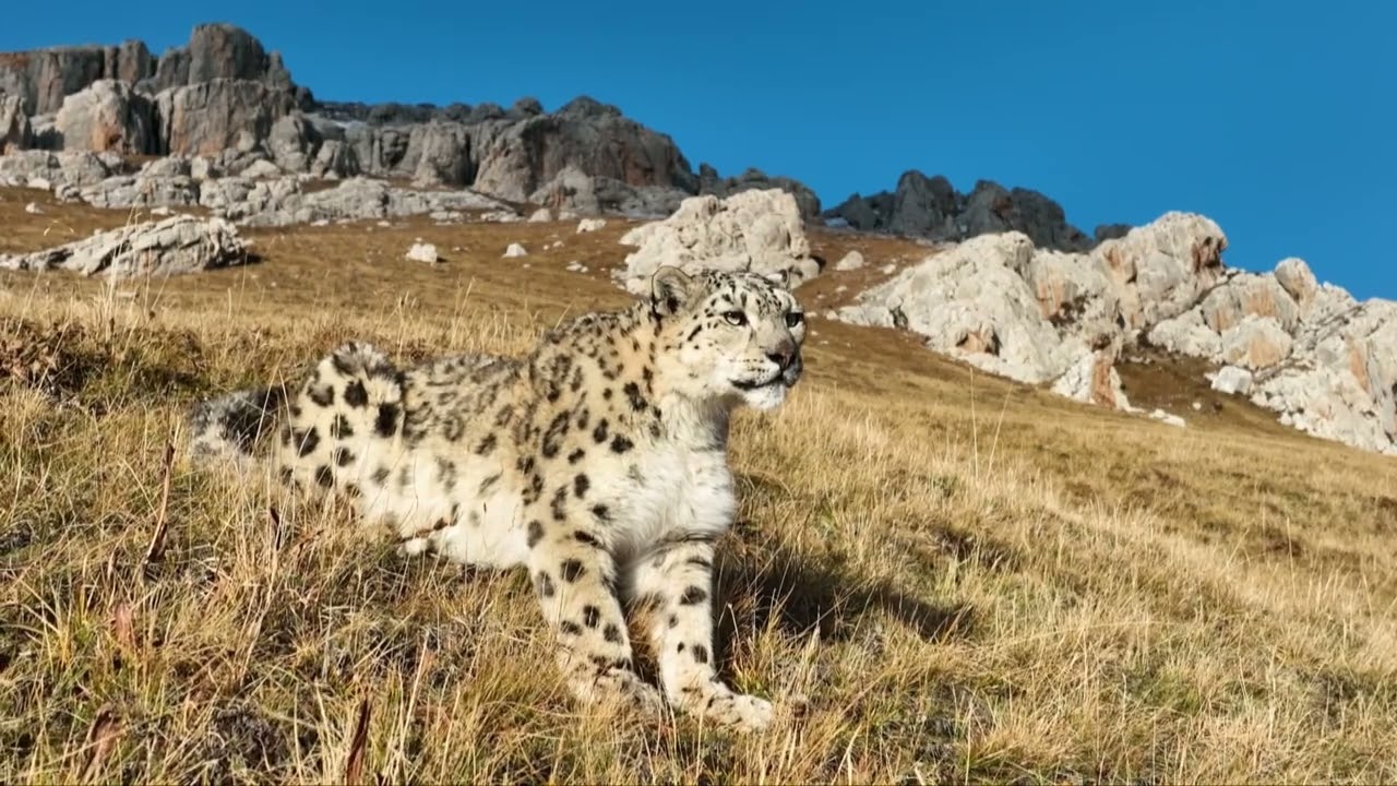A photographer filmed a super close-up video of a snow leopard resting