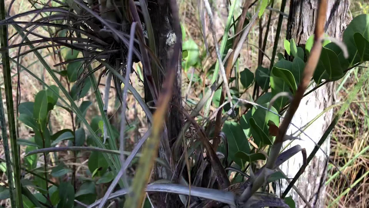 Air Plants of the Everglades