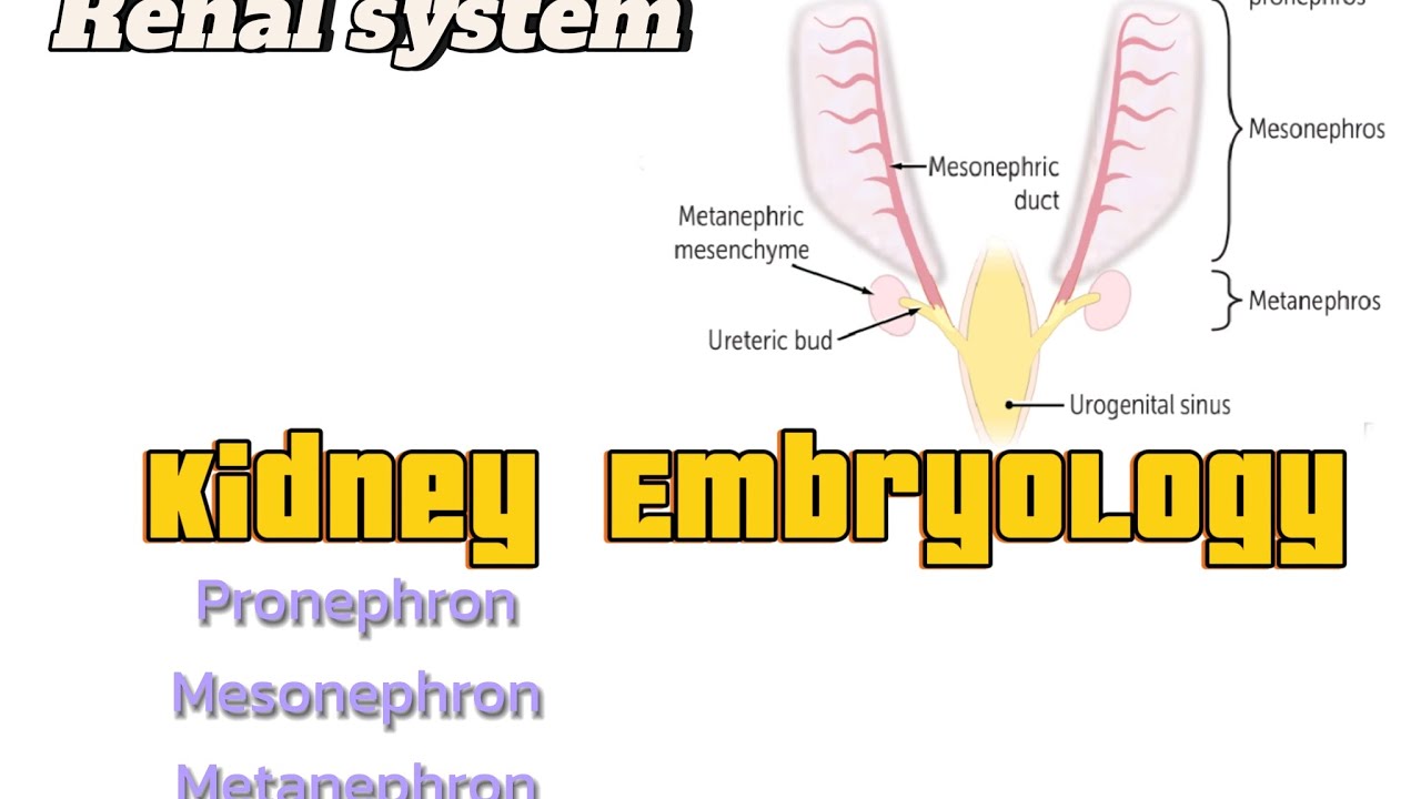 Kidney Embryology|Renal system|USMLE
