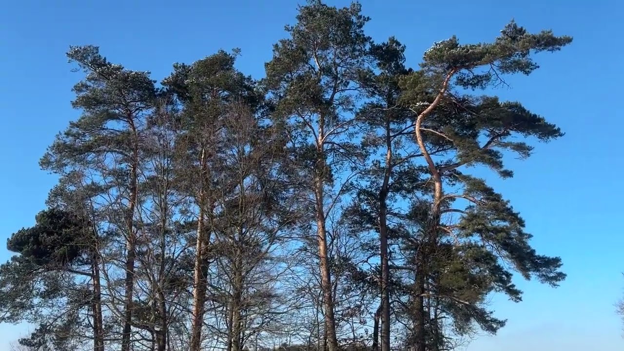 Kosianka w piękny  słoneczny zimowy dzień ,spacer sołtysa Zenka.Podlasie.