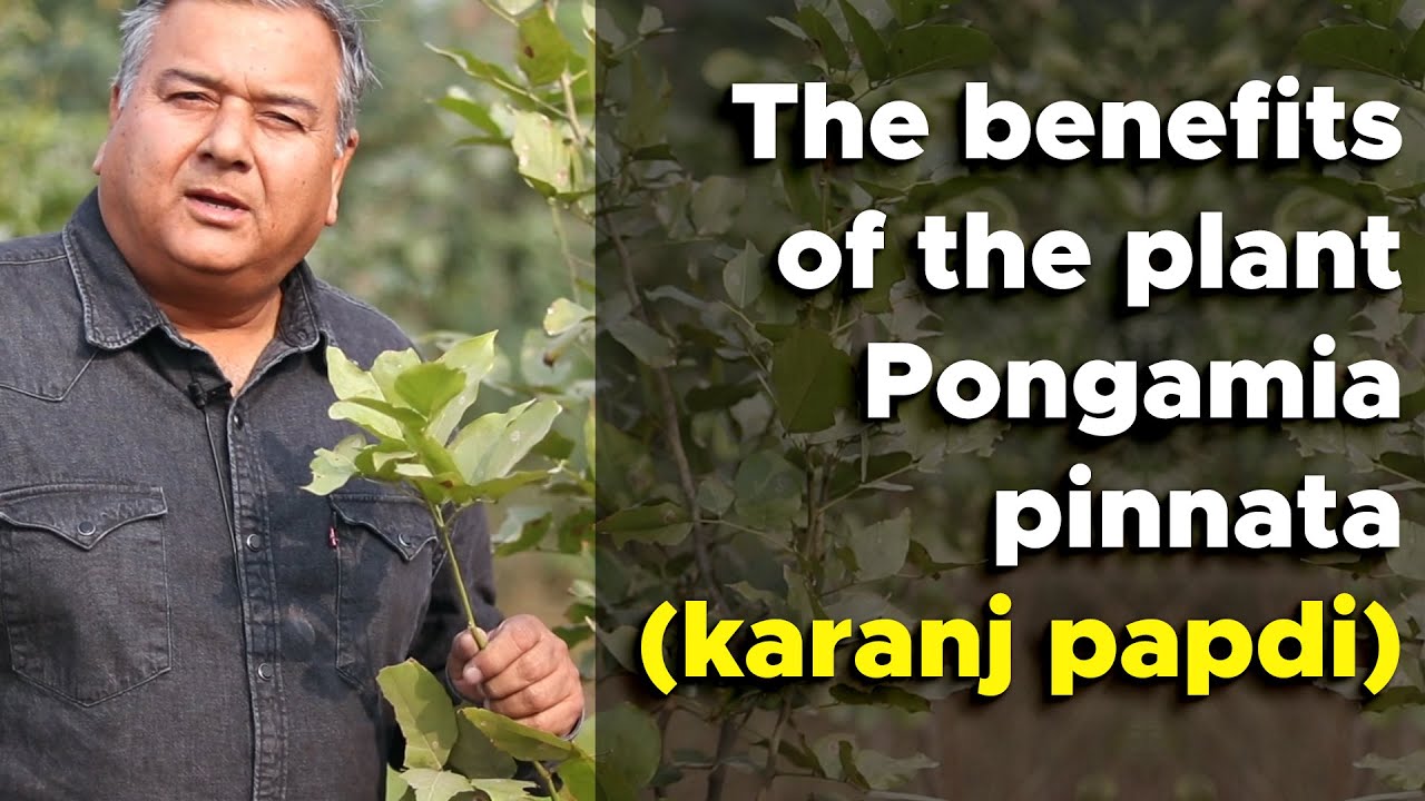 What  are the benefits of the tree Pongamia Pinnata (Karanj Papdi)?