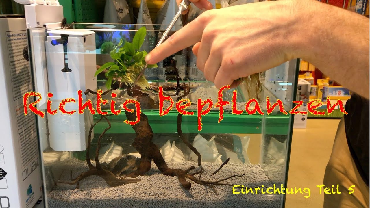 Aquarium einfach bepflanzen - Einrichtung Teil 5