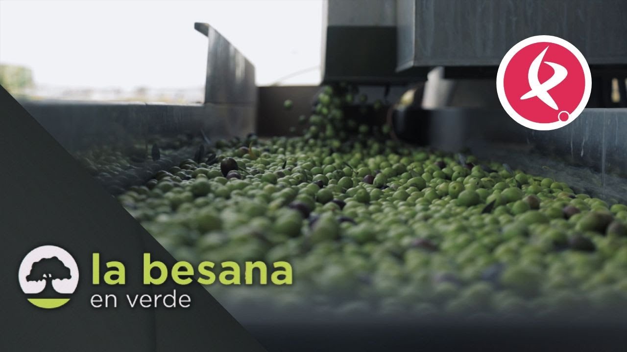 El proceso de la aceituna | La besana en verde