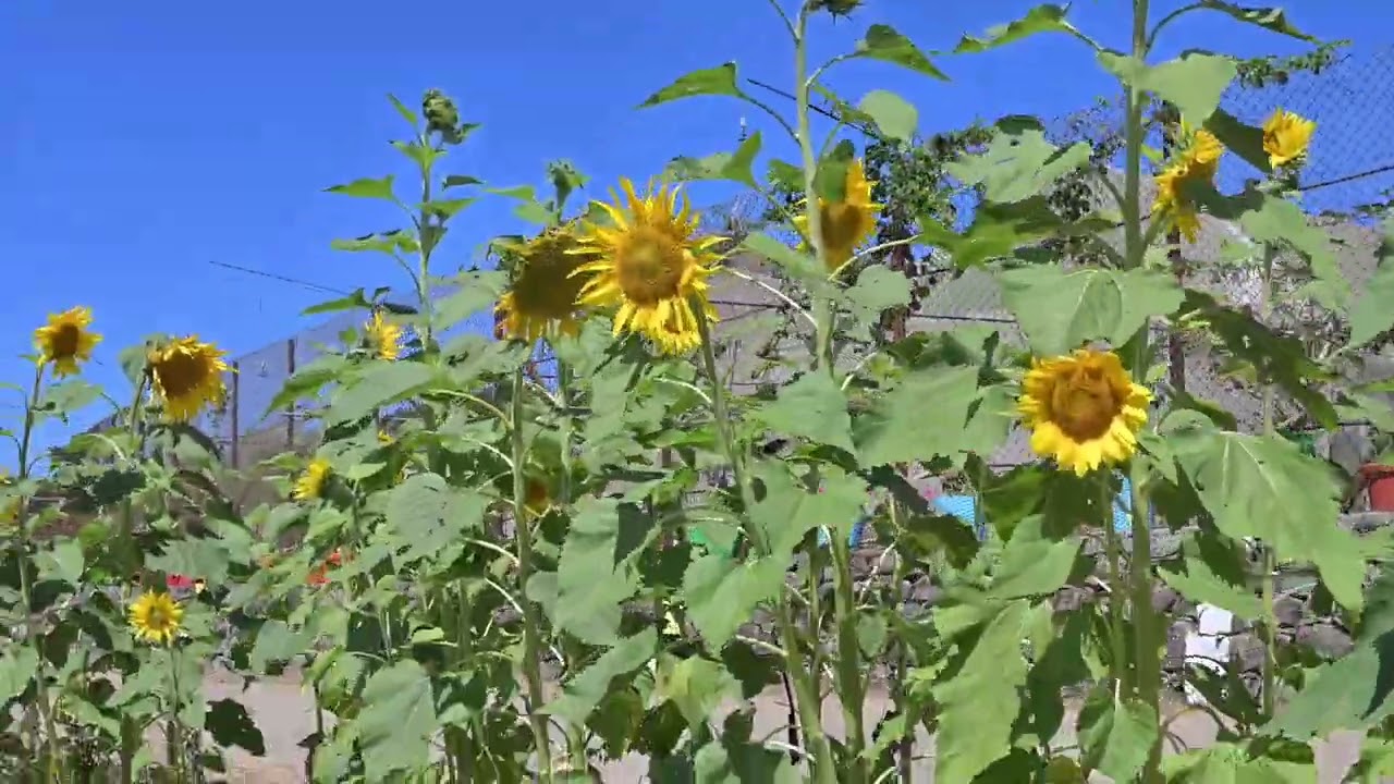 Sun flower Nelliyampathy Farm