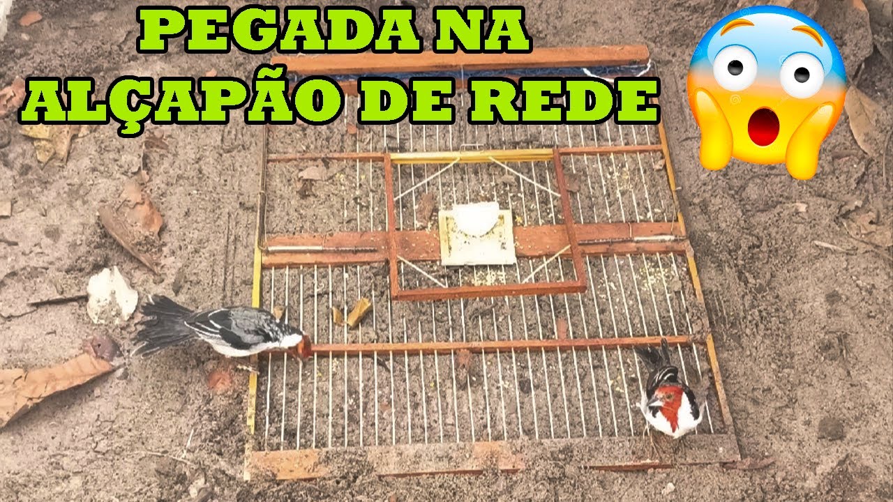 FUI TESTAR MINHA ALÇAPÃO DE REDE DE CHÃO