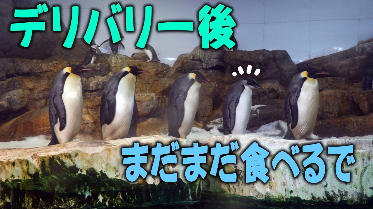 【一族で飼育員さんに一直線】アドベンチャーワールド、エンペラーペンギンのこども、それでも足りずに家からお出かけ