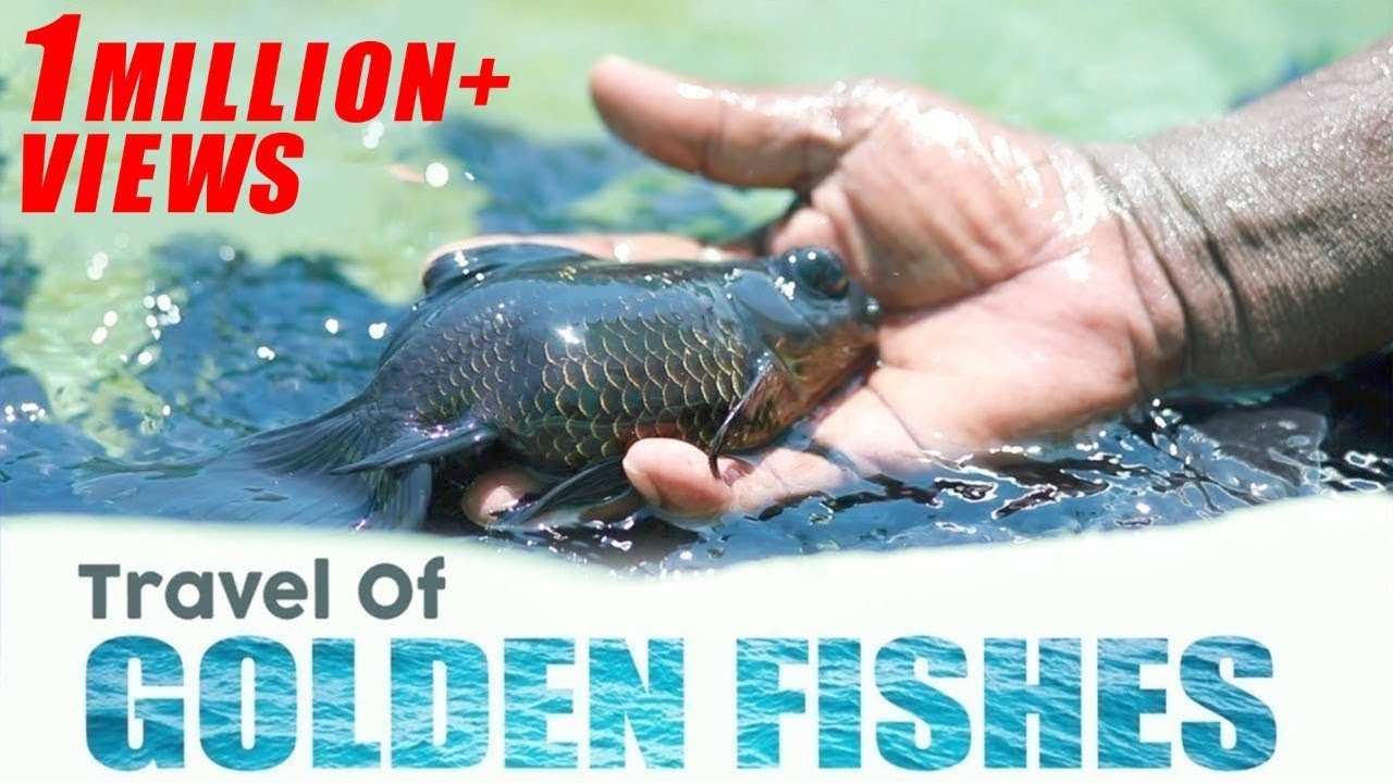 Biggest fish market in Asia... 5 rupees to 5 lakhs!