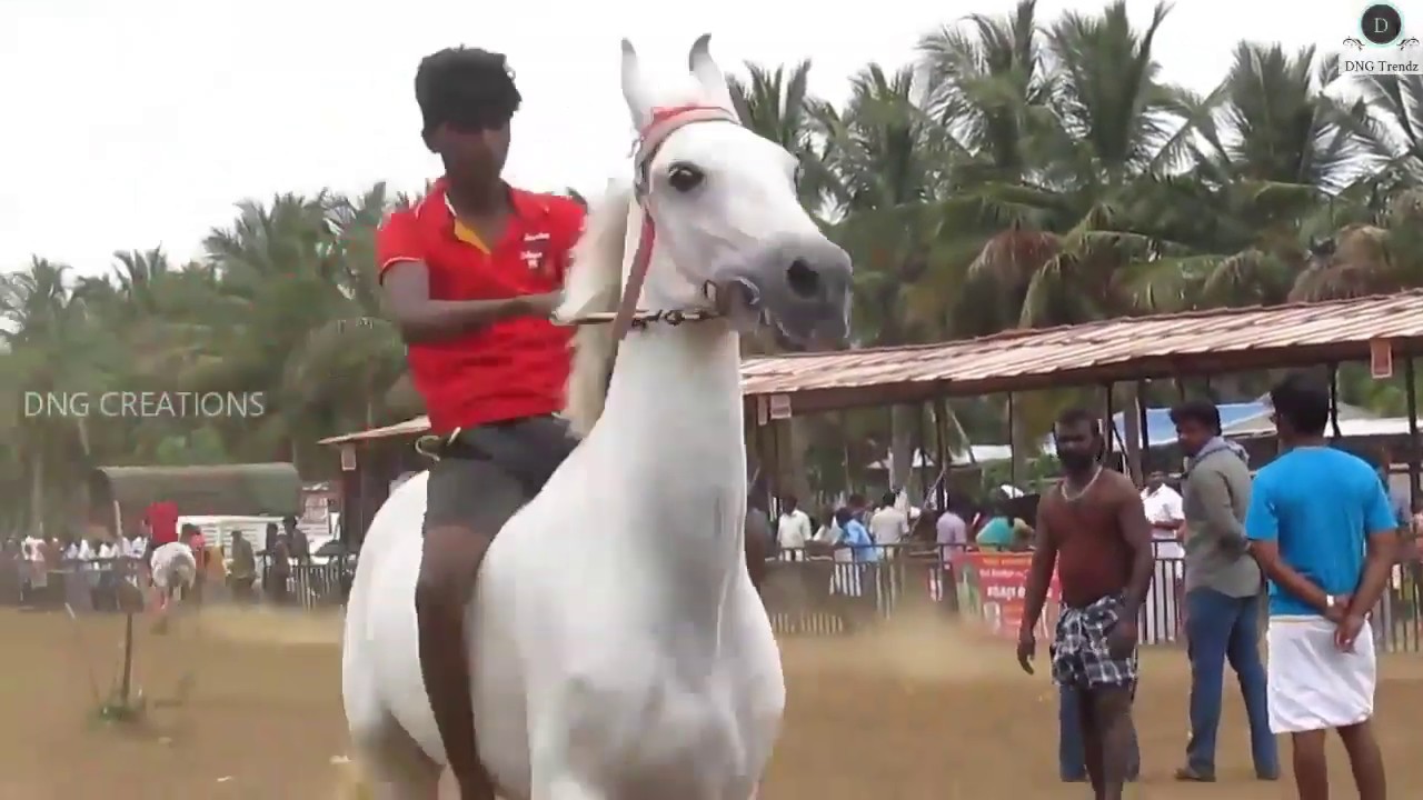 Anthiyur Biggest horse market in India | அந்தியூர் குதிரை சந்தை