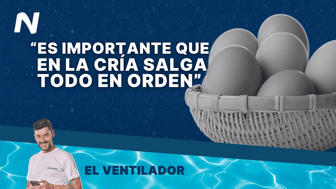 Luciano Luz Flaque, productor de HUEVOS: "hay diferentes RAZAS que son mejores para la REPRODUCCIÓN"