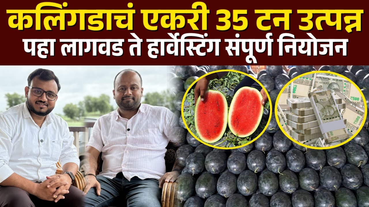 ♦️बापरे ! कलिंगडाचं एकरी 35 टन उत्पन्न ! पहा लागवड ते हर्विस्टिंग जबरदस्त माहिती..