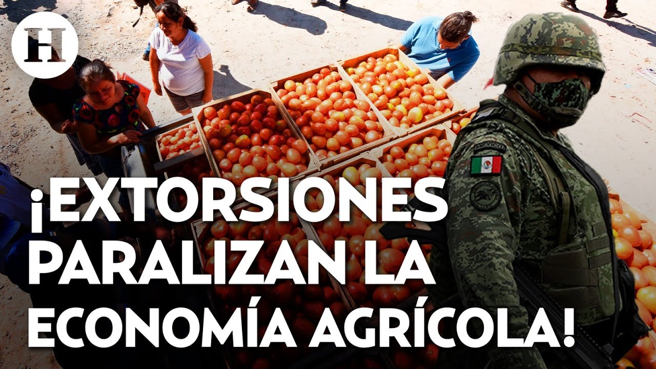 ¿Quién controla la región limonera? Agricultores viven entre amenazas y secuestros en Michoacán