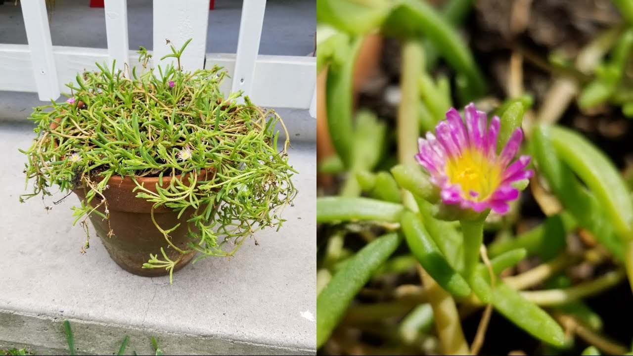 Plantando suculenta con pequeñas lindas flores (Delosperma nubigenum), crassula y echeveria