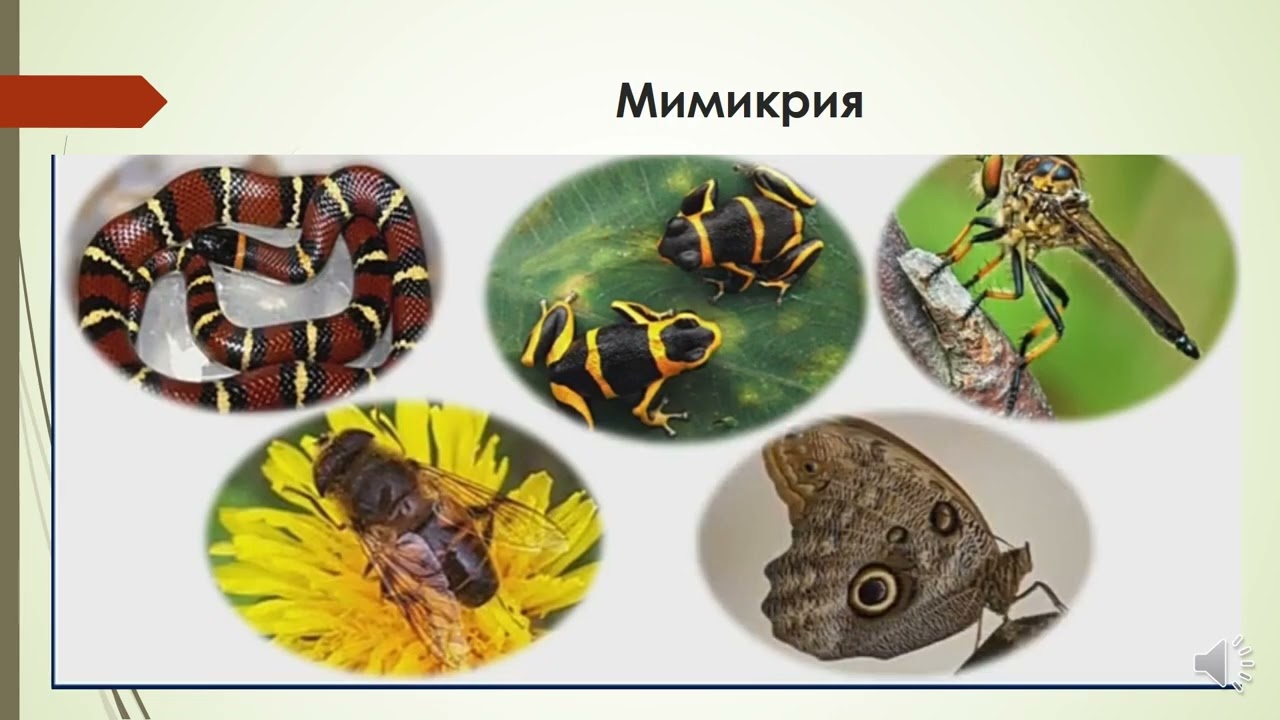9 кл Табигый тандоо