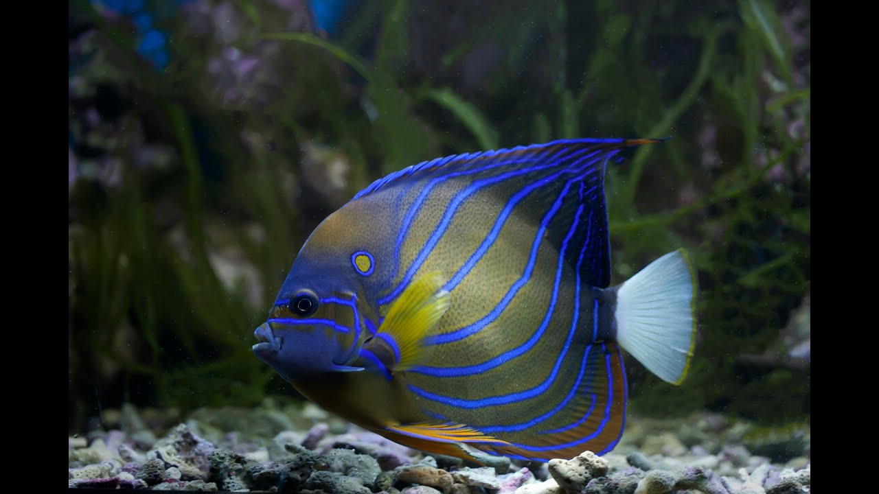 Ocean Life 4K  Blue Kingdom Underwater Documentary  Relaxing Sounds