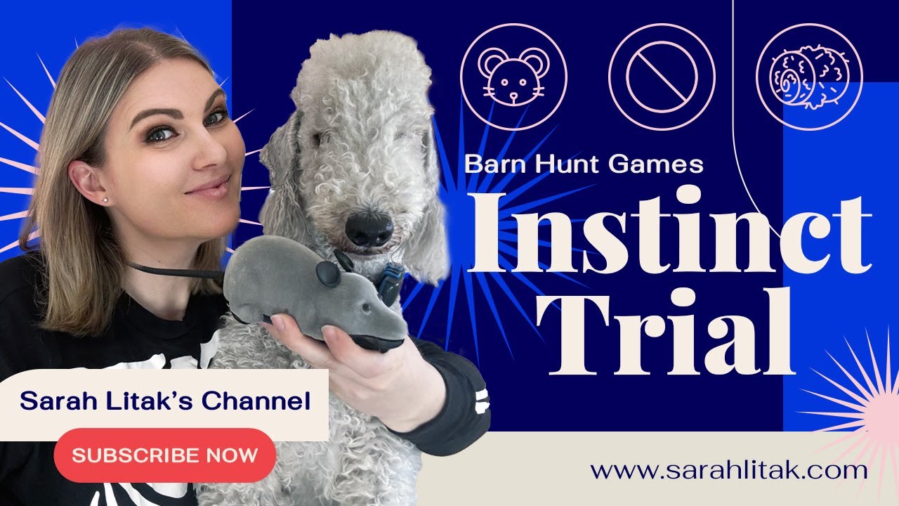 Barn Hunt — Skyler's FIRST Instinct Trial