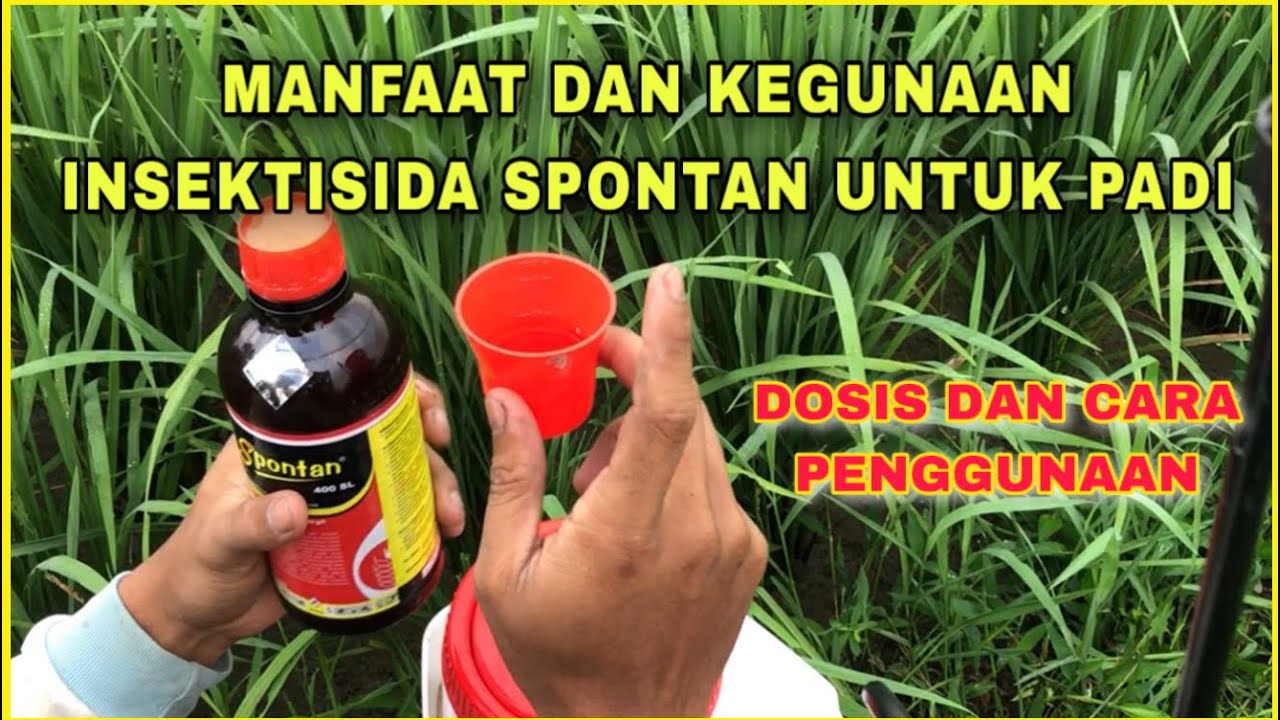 Manfaat dan Dosis Penggunaan Insektisida Spontan Untuk Tanaman Padi