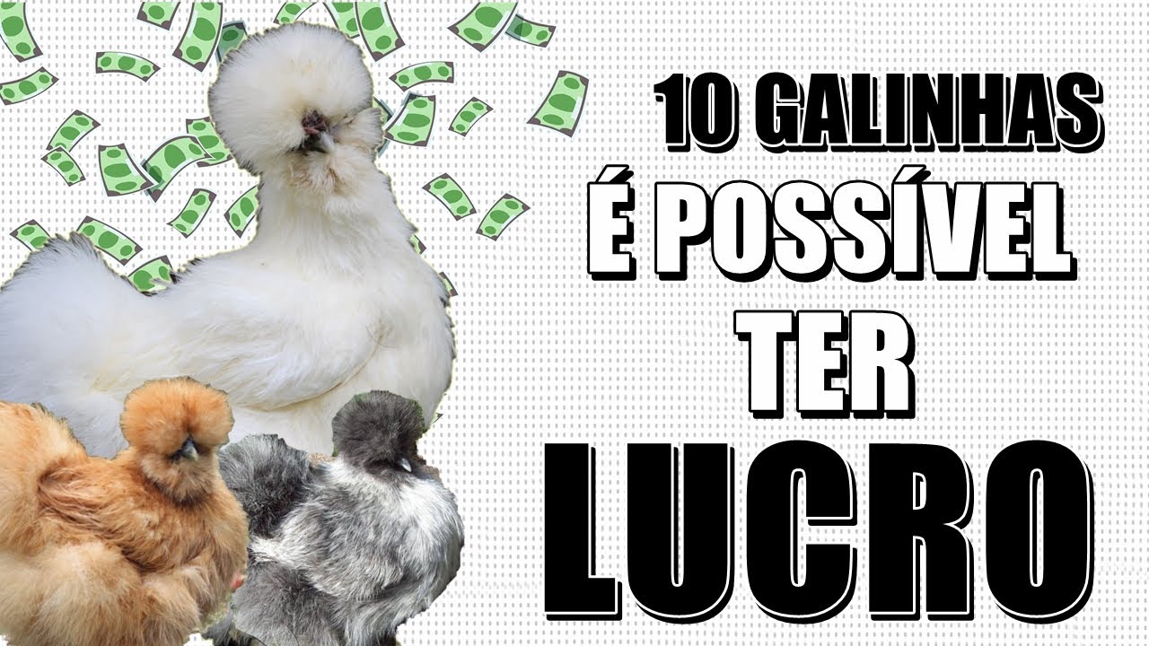 QUANTO D&Aacute; PARA LUCRAR COM APENAS 10 GALINHAS ORNAMENTAIS