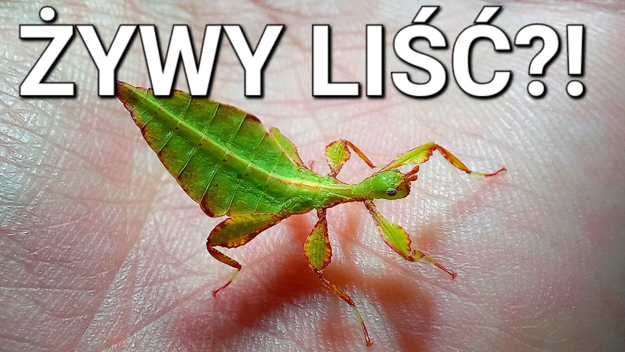 Kilka słów o LIŚĆCACH! Aranżacja pojemnika