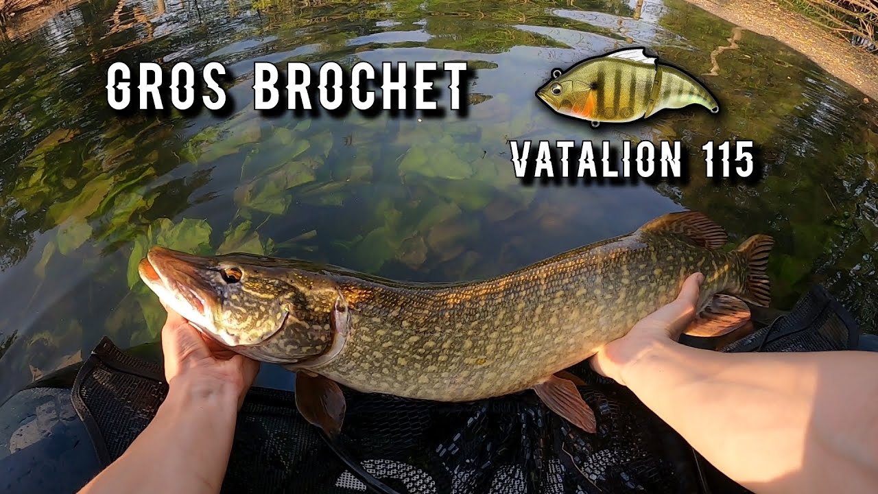 Gros brochet au VATALION 115 F Megabass en float tube !