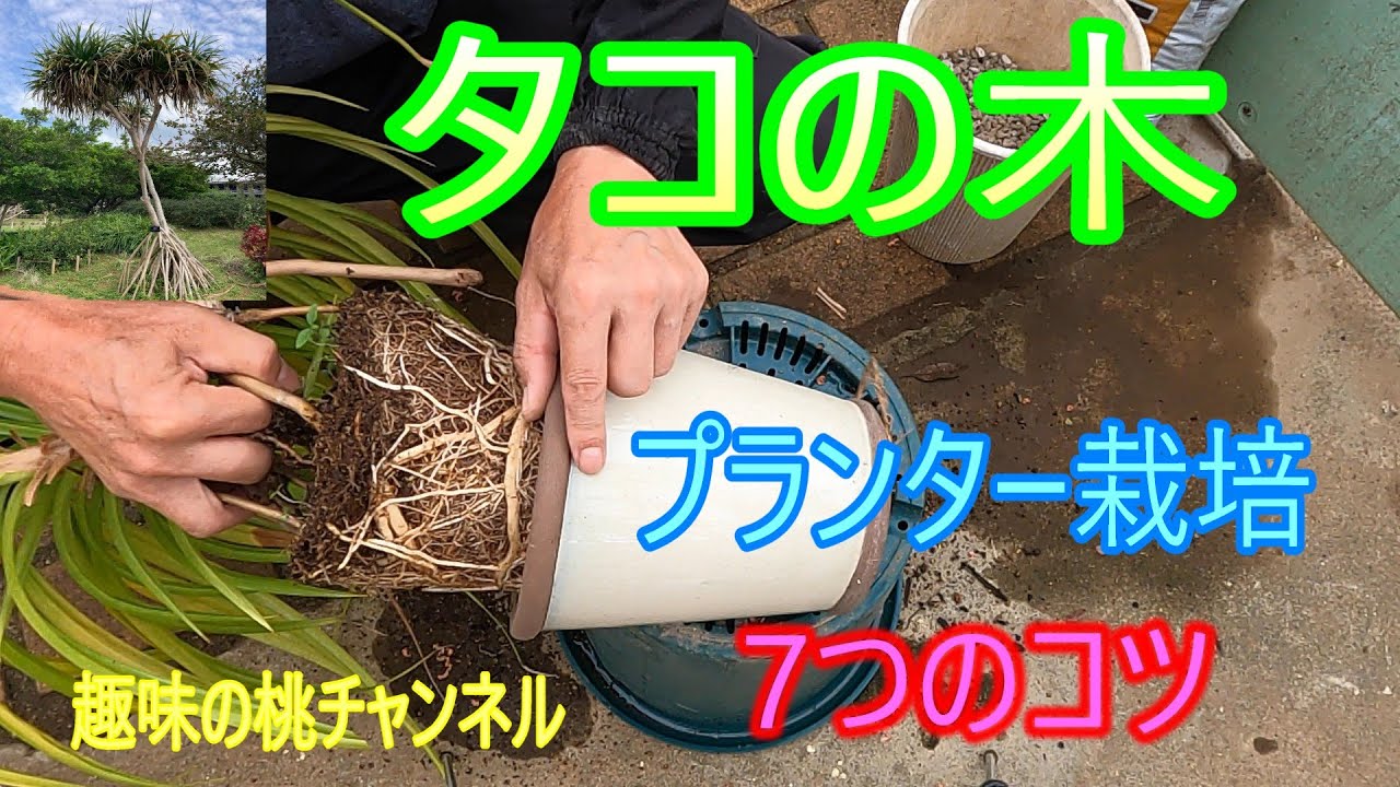 【タコの木】プランター栽培　7つのコツ　25/8/29