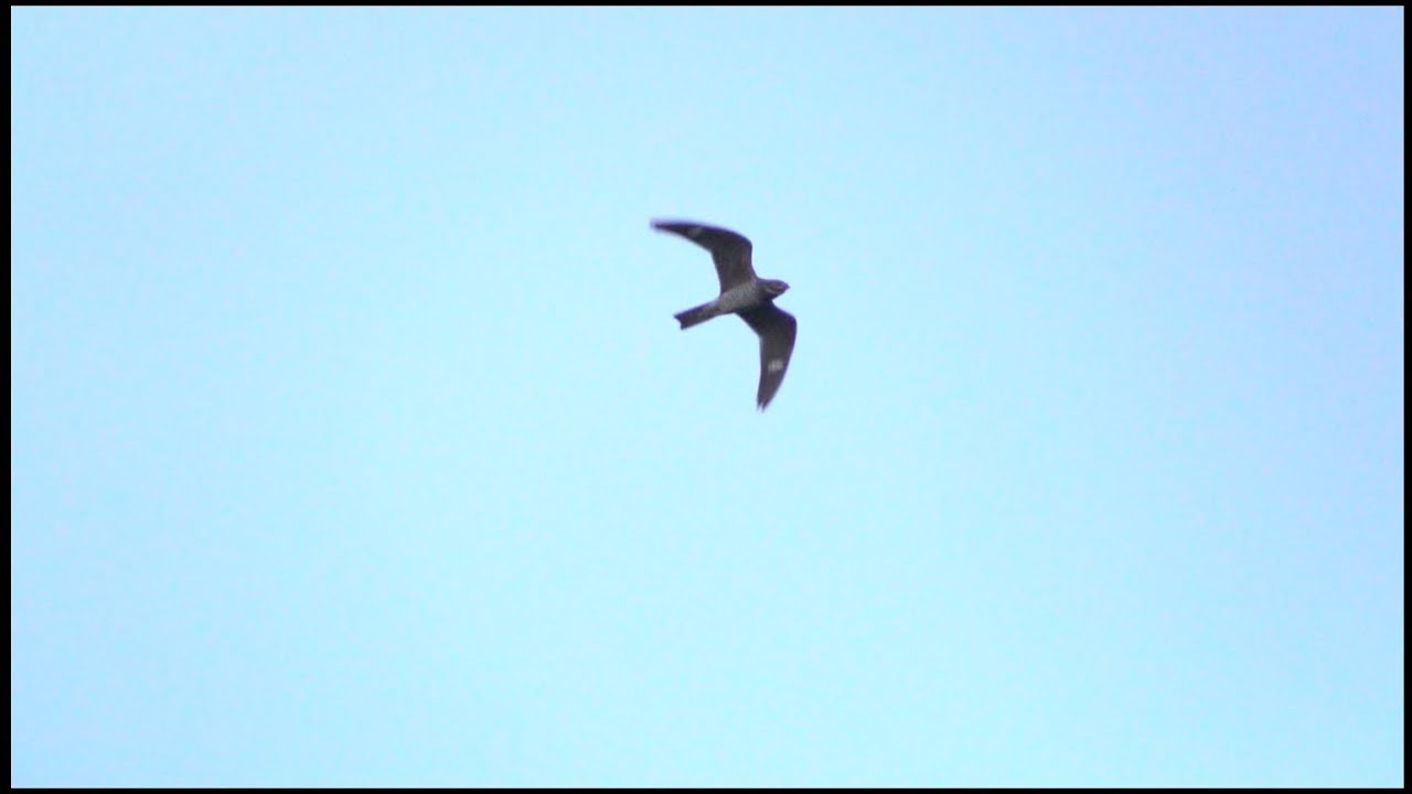 Common Nighthawks In Flight, 8/28/2017 (HD)