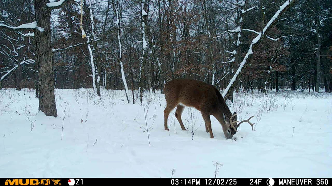 2025 Central Wisconsin November Trail Cam