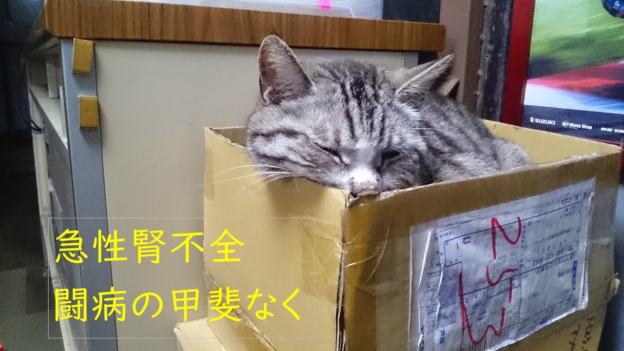 愛猫の死　急性腎不全の怖さ　宝物サバトラ主任の最後の日