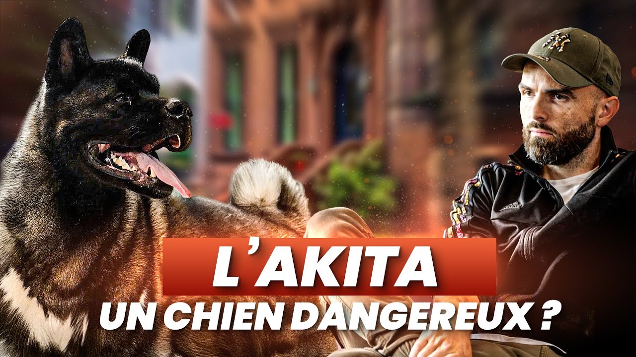 Akita : 
