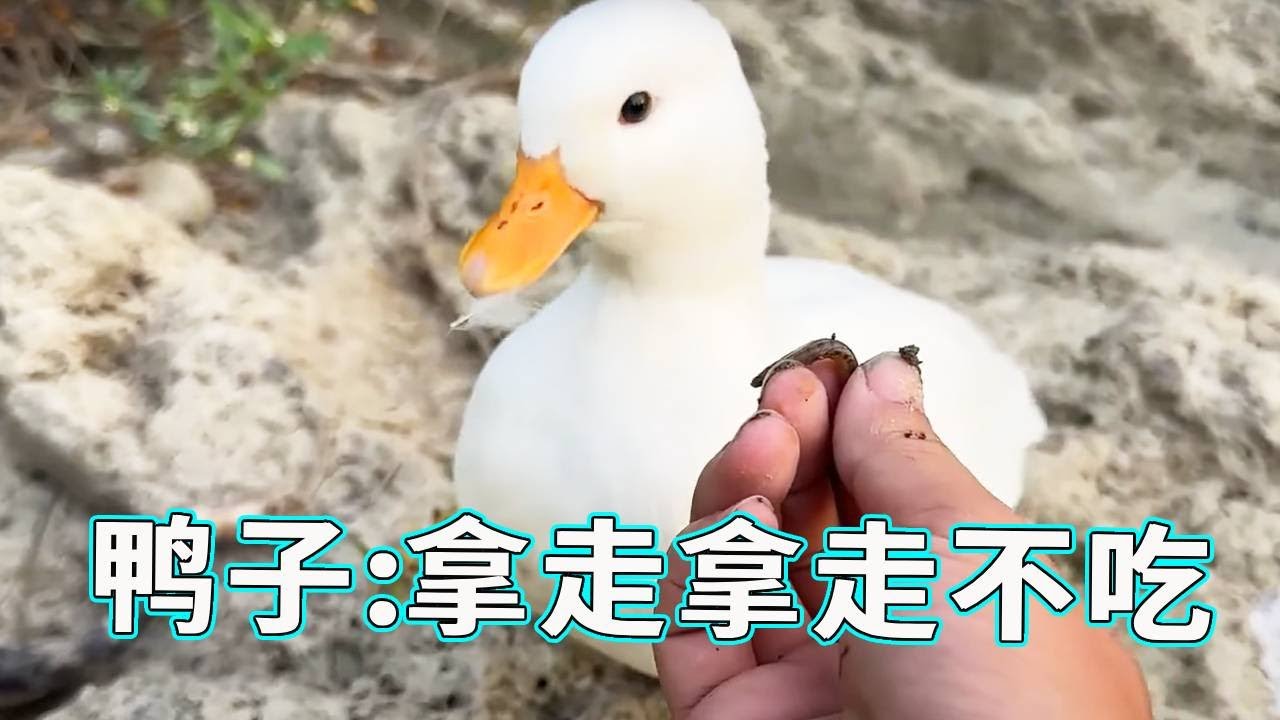 柯尔鸭也是很爱干净的，给他现抓的鸭子还不吃呢，！鸭子：拿走拿走...【天下一场梦】