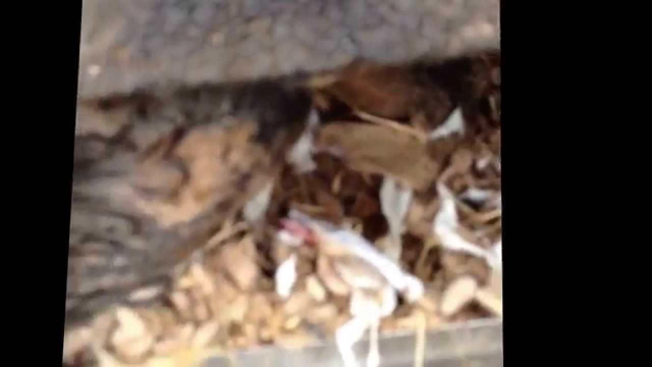 Squirrel Removal Markham