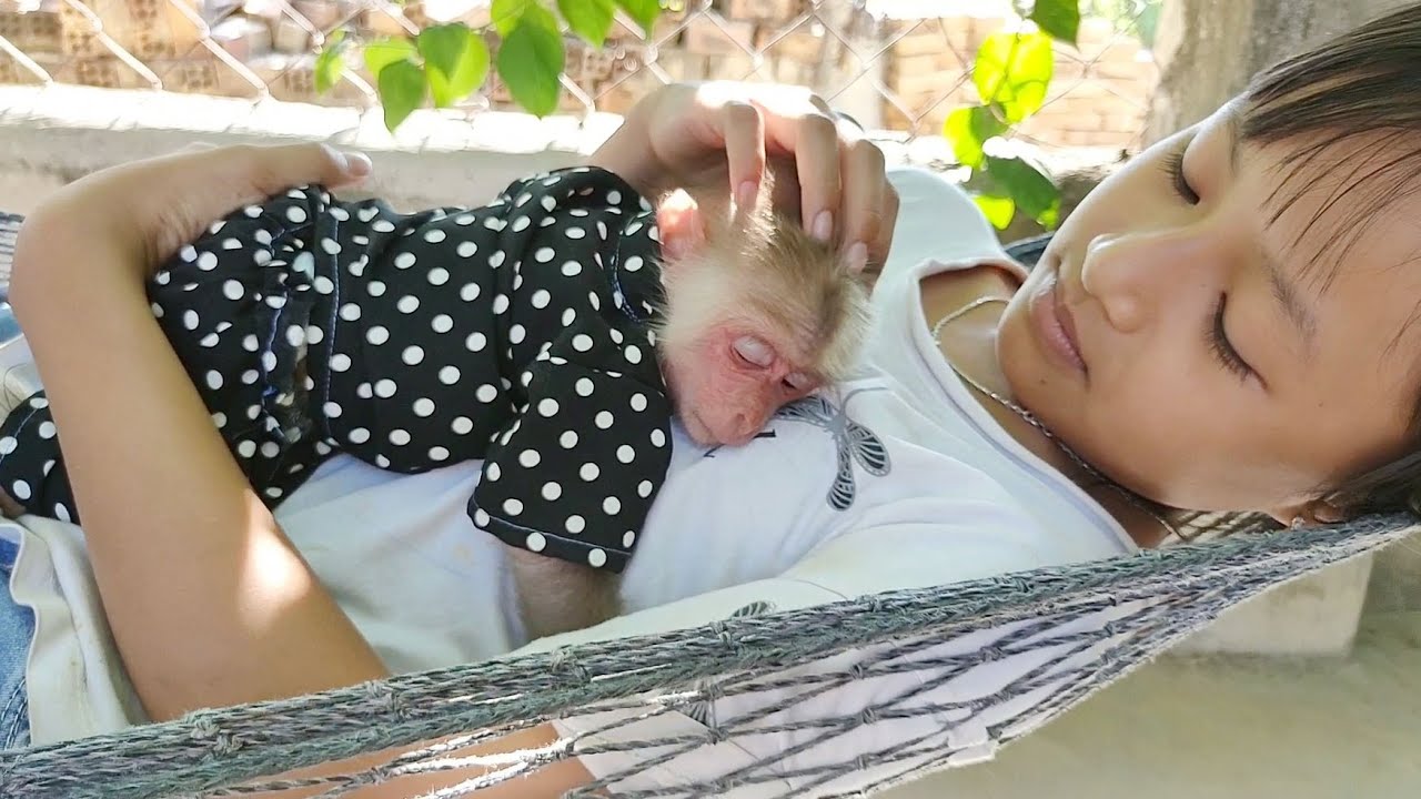 Monkey Bob sleeps comfortably in a hammock with older sister
