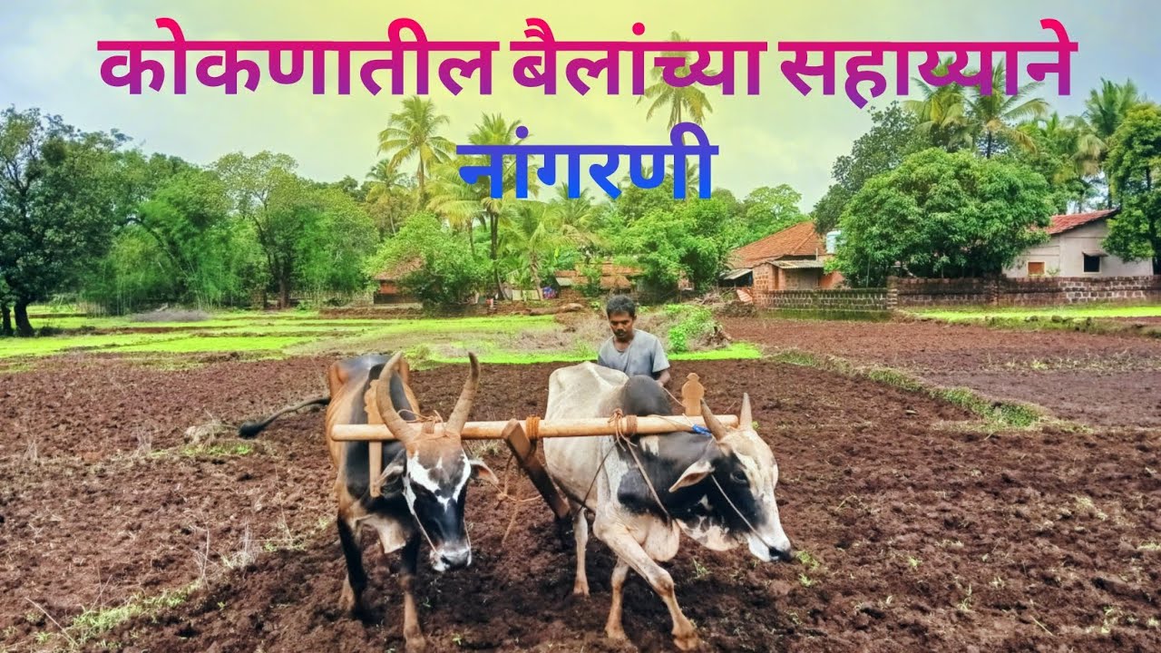 कोकणातील बैलांच्या सहाय्याने नांगरणी 🤗