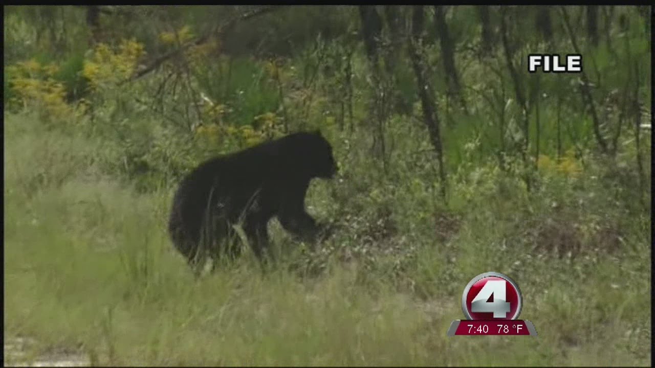 Advocacy group suing Florida's Wildlife Protection Commission over bear hunting