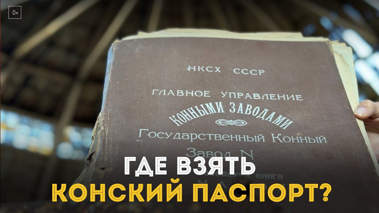 Где взять конский паспорт?