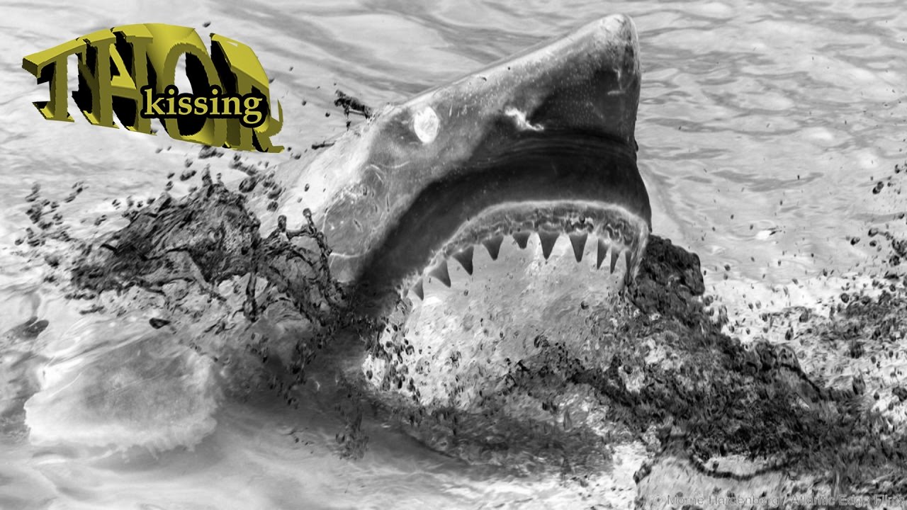Thor Kissing - Sawtooth Shark (Official Music Video)