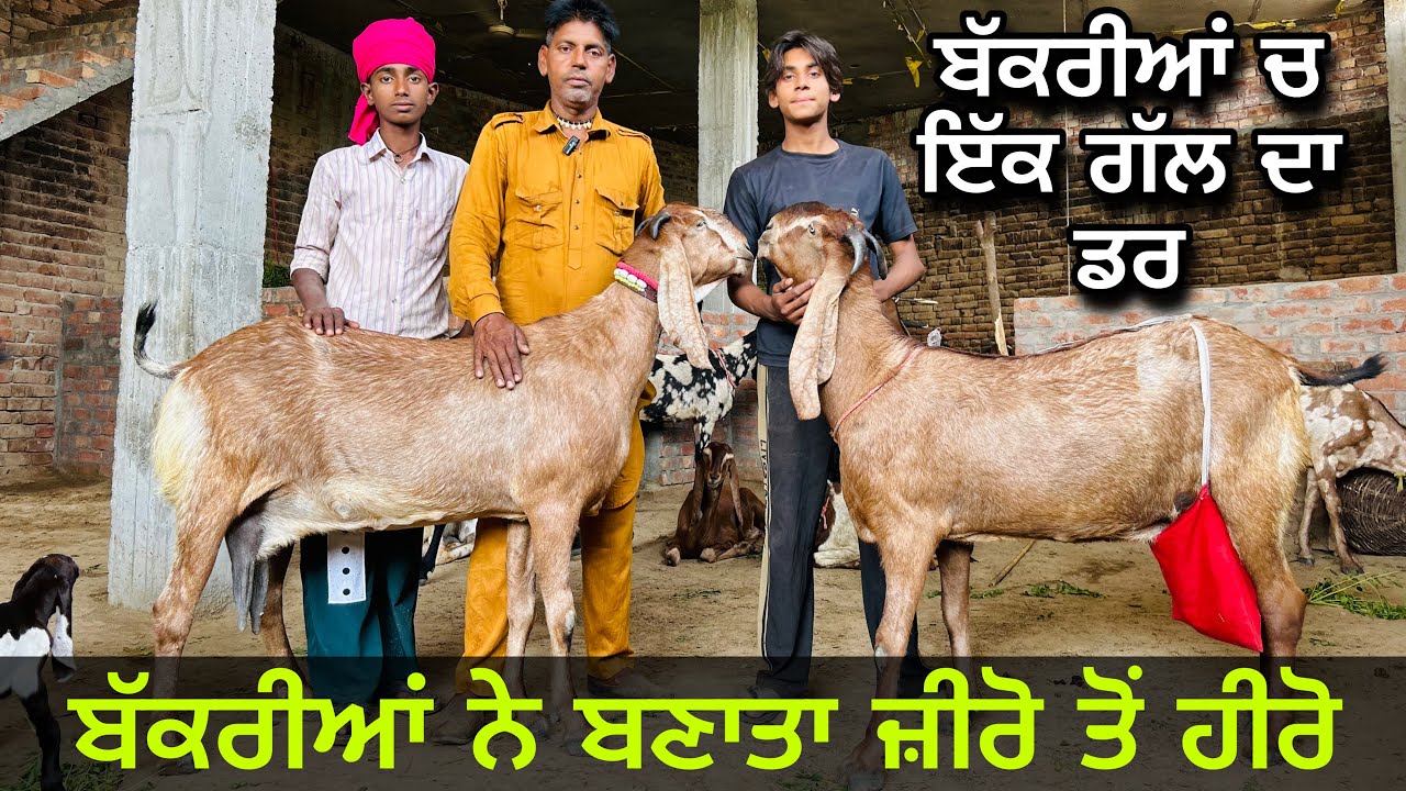 ਚੋਟੀ ਦੀਆਂ ਨਸਲਾਂ ਸਾਂਭੀ ਬੈਠਾ ਗੋਖੂ ਤਪੇ ਆਲਾ । SUCESSFULL GOAT FARM STORY OF PUNJAB । BIG BEETAL BAKRI