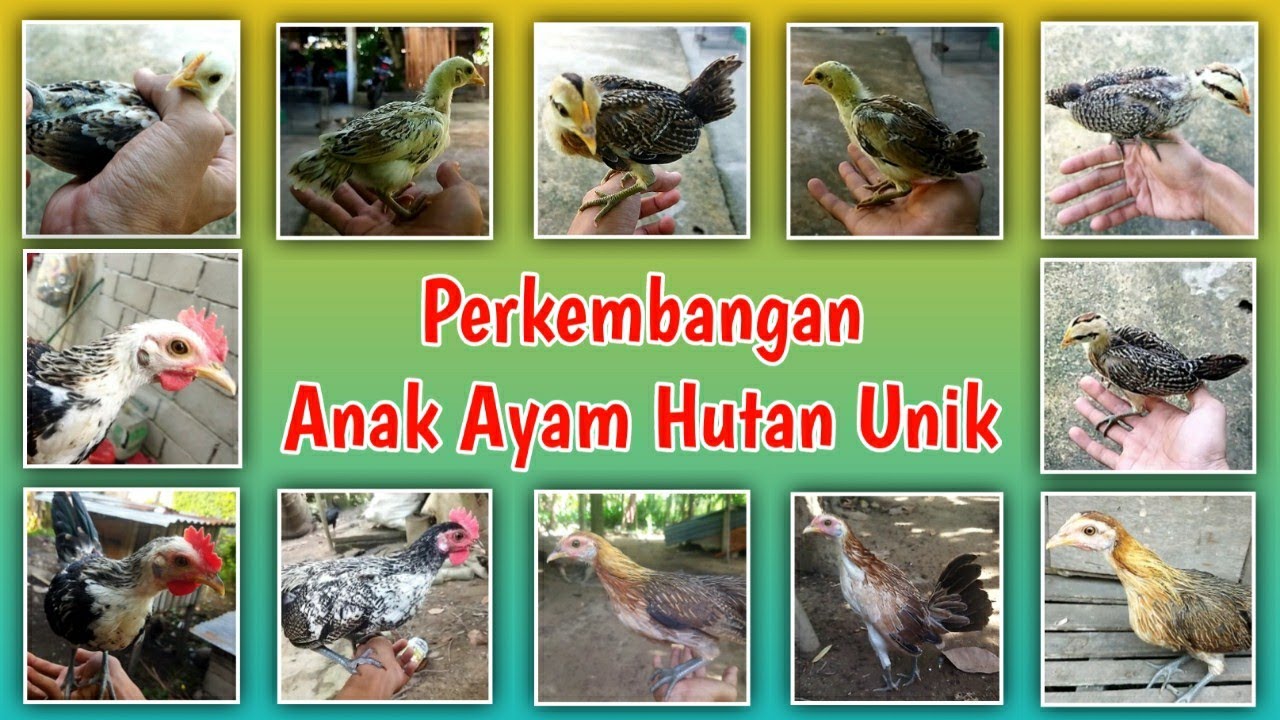 Ciri-ciri Jantan/Betina Anak Ayam Hutan Unik usia 3 Minggu