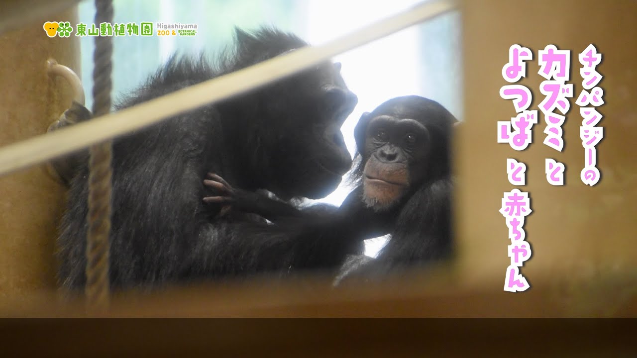 【東山動植物園公式】カズミとよつばと赤ちゃん 《 チンパンジー 》