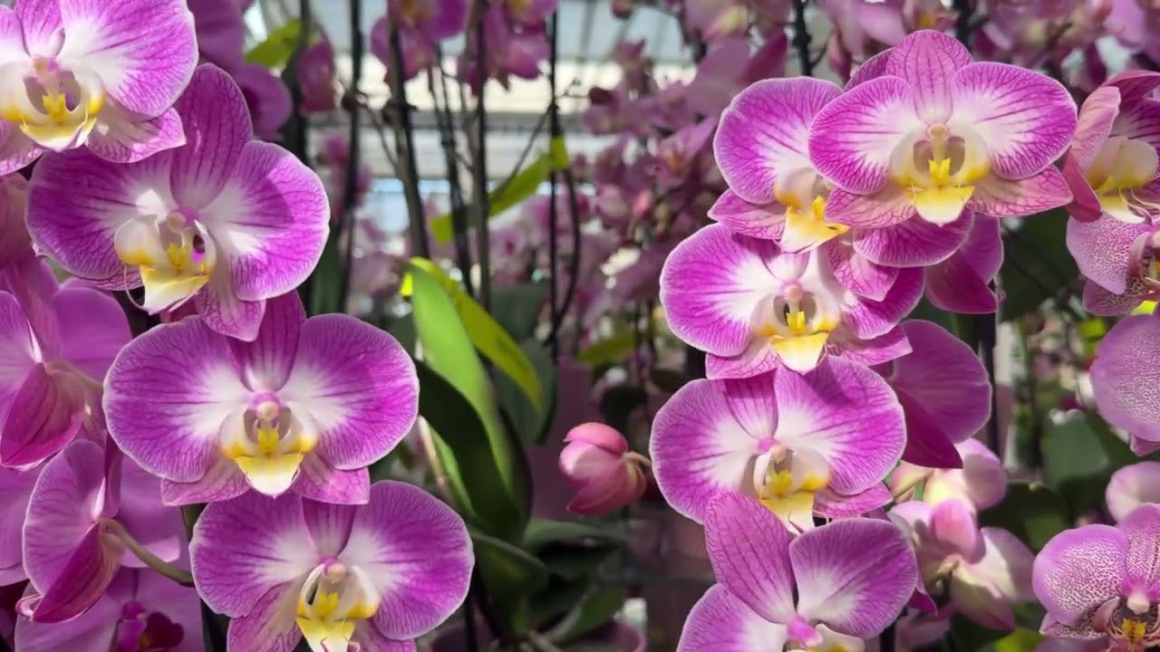 СВЕЖИЕ, ЦВЕТУЩИЕ, КРАСИВЫЕ ОРХИДЕИ В  PflanzenKölle НАЙЛЬБРОНН